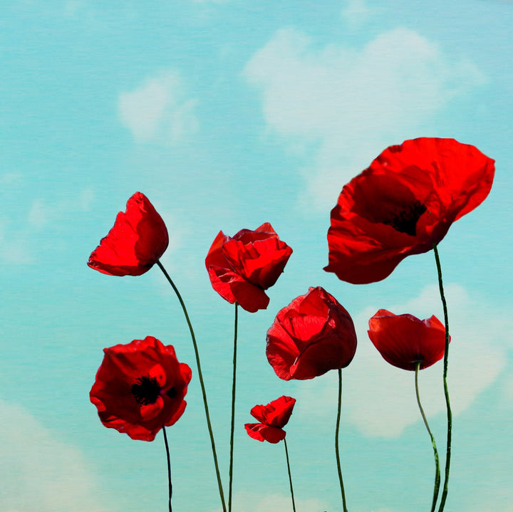 Art Block - Lost & Found - Poppies - Cedar Mountain Studios